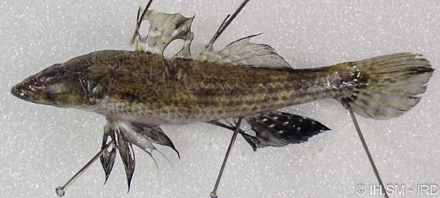 صورة Psammogobius