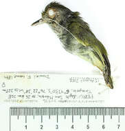 Image of tyrant flycatchers