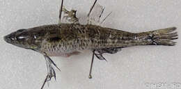 صورة Psammogobius