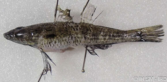 Image of Psammogobius