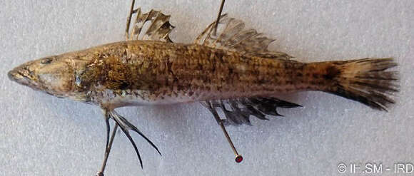 Image of Psammogobius