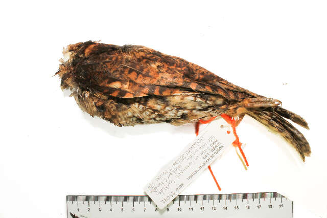 Image of Screech owl