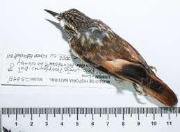 Image of ovenbirds