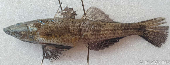 Image of Psammogobius