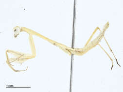 Image of Miomantidae Westwood 1889
