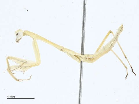 صورة Miomantidae Westwood 1889