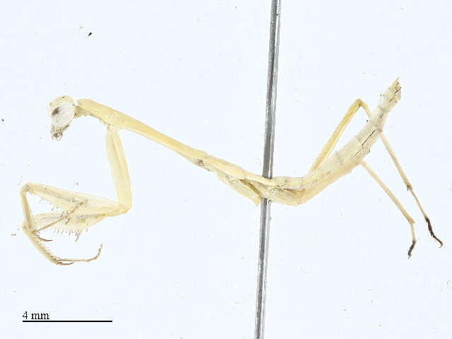 Image of Miomantidae Westwood 1889