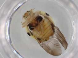 Image of Fungus-eating Lady Beetles