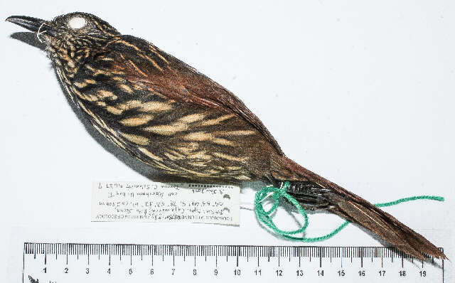 Image of ovenbirds