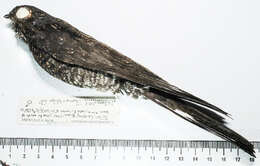 Image of nightjars and relatives