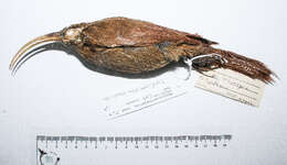 Image of ovenbirds