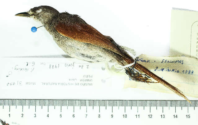 Image of Spinetails
