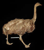 Image of rheas