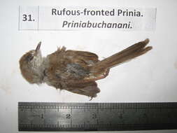 Image of Prinia Horsfield 1821