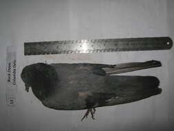 Image of Columba Linnaeus 1758