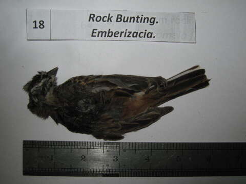 Imagem de Emberiza Linnaeus 1758