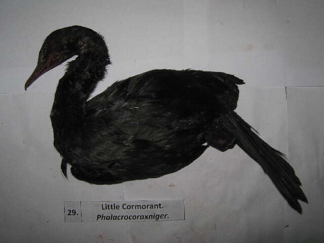 Image of Dwarf cormorants
