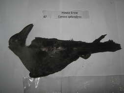 Image of Corvus Linnaeus 1758