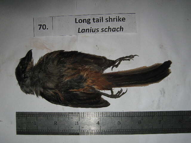 Image of Lanius Linnaeus 1758