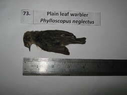 Image of Phylloscopidae