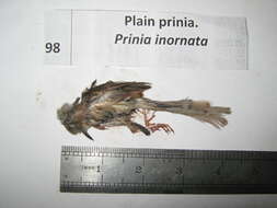 Image of Prinia Horsfield 1821