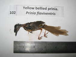 Image of Prinia Horsfield 1821