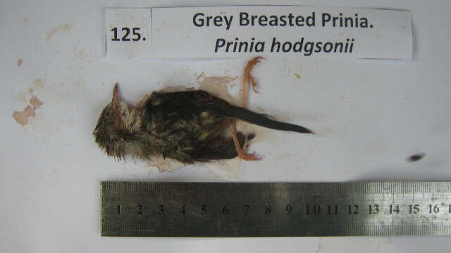 Image of Prinia Horsfield 1821