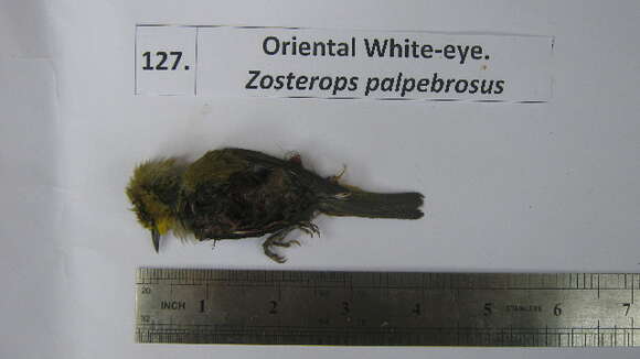 Image of white-eyes