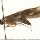 Image of Hydroptila waubesiana Betten 1934