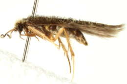 Image of Hydroptila perdita Morton 1905