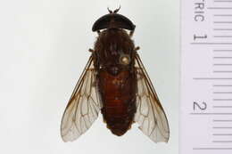 Image of Hybomitra