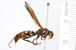 Image of Polistes versicolor (Olivier 1791)