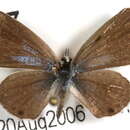 Image of <i>Hemiargus ceraunus gyas</i>