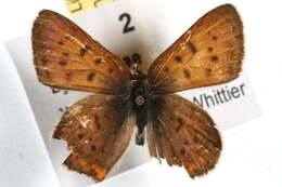 Image of <i>Lycaena helloides</i>