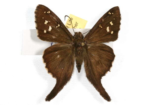 Image of Dorantes Longtail