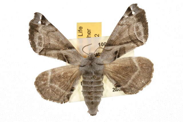 Image of Pudefacted Apatelodes Moth