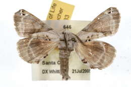 Image of Pudefacted Apatelodes Moth