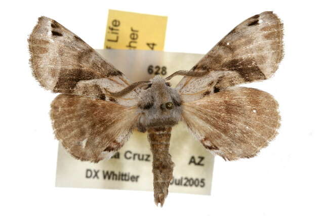 Image of Pudefacted Apatelodes Moth