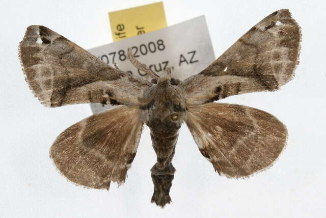 Image of Pudefacted Apatelodes Moth