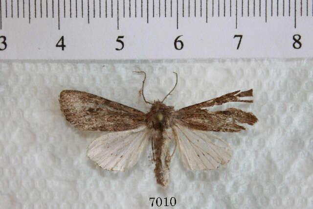 Image of Scotogramma gatei Smith 1910