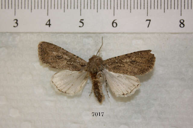 Слика од Scotogramma gatei Smith 1910