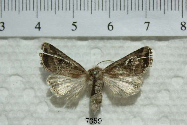 Image of Anhimella pacifica McDunnough 1943