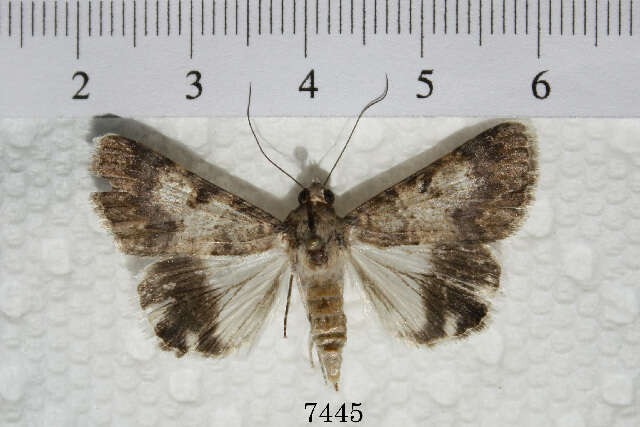 Image of Forsebia cinis