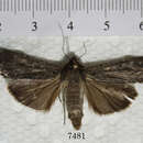 Image of <i>Spaelotis unicava</i>