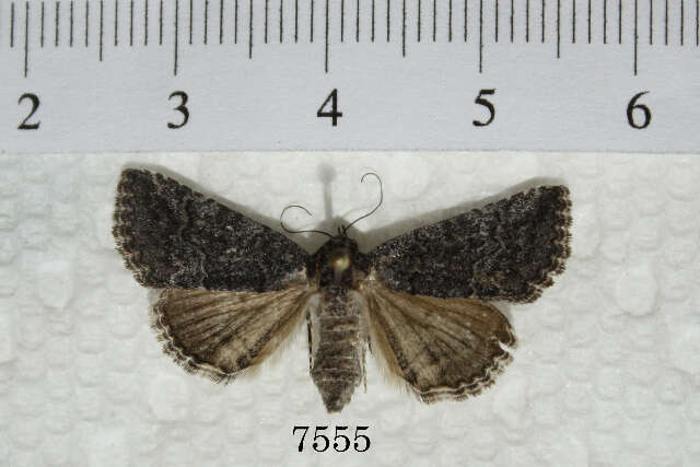 Plancia ëd Acritogramma metaleuca (Hampson 1913)