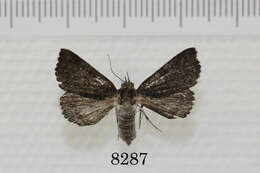 Plancia ëd Acritogramma metaleuca (Hampson 1913)