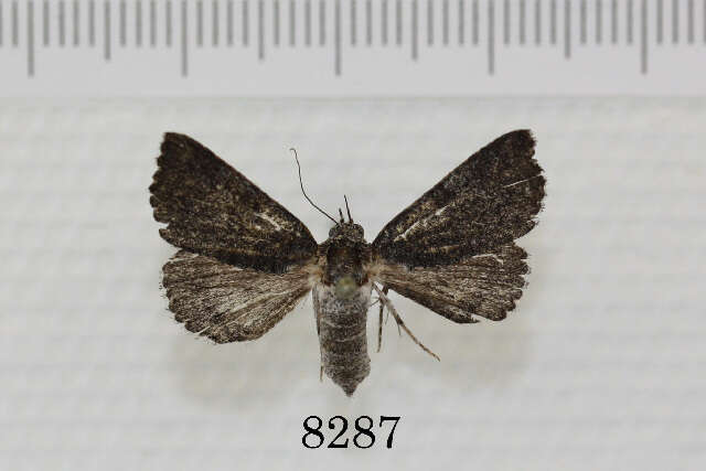 Plancia ëd Acritogramma metaleuca (Hampson 1913)