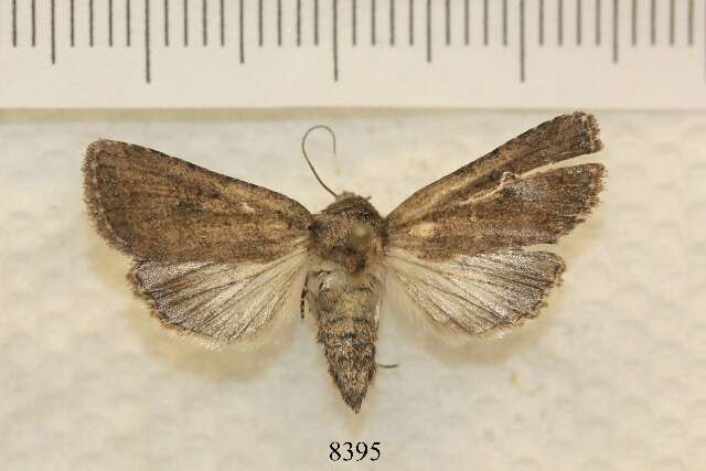 Image of <i>Nudorthodes texana</i>