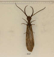 Image of Dobsonflies