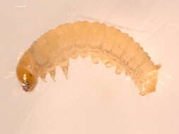 Imagem de Argyresthia